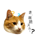 茶トラ猫のレオさん（個別スタンプ：5）
