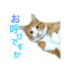 茶トラ猫のレオさん（個別スタンプ：6）