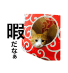 茶トラ猫のレオさん（個別スタンプ：7）