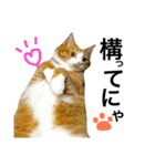 茶トラ猫のレオさん（個別スタンプ：9）