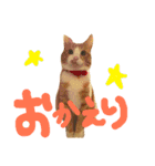 茶トラ猫のレオさん（個別スタンプ：13）
