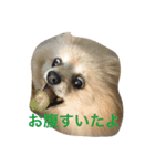 ポメラニアン キャッシー（個別スタンプ：1）