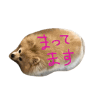 ポメラニアン キャッシー（個別スタンプ：4）
