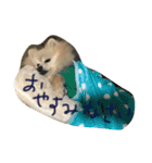 ポメラニアン キャッシー（個別スタンプ：7）