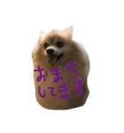 ポメラニアン キャッシー（個別スタンプ：11）