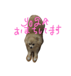ポメラニアン キャッシー（個別スタンプ：12）