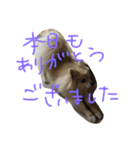ポメラニアン キャッシー（個別スタンプ：14）