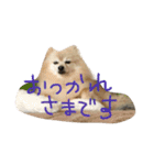ポメラニアン キャッシー（個別スタンプ：16）