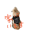 ポメラニアン キャッシー（個別スタンプ：19）