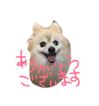 ポメラニアン キャッシー（個別スタンプ：20）