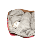 葛西 白（個別スタンプ：7）
