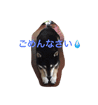 黒柴 ほったまの本音（個別スタンプ：5）