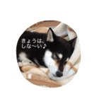 黒柴 ほったまの本音（個別スタンプ：8）