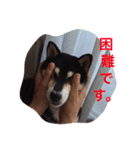 黒柴 ほったまの本音（個別スタンプ：10）