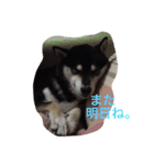 黒柴 ほったまの本音（個別スタンプ：11）