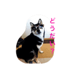 黒柴 ほったまの本音（個別スタンプ：13）