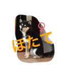 黒柴 ほったまの本音（個別スタンプ：14）