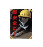 黒柴 ほったまの本音（個別スタンプ：15）