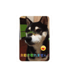 黒柴 ほったまの本音（個別スタンプ：16）