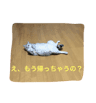 かいくんの1日 にー（個別スタンプ：3）