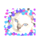 オハナCAT  改（個別スタンプ：1）