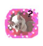 オハナCAT  改（個別スタンプ：2）