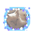 オハナCAT  改（個別スタンプ：3）