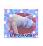 オハナCAT  改（個別スタンプ：4）