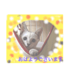 オハナCAT  改（個別スタンプ：5）