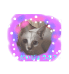 オハナCAT  改（個別スタンプ：8）