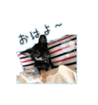 チワワのサスケ＆こはる（個別スタンプ：9）