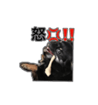 チワワのサスケ＆こはる（個別スタンプ：11）
