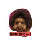 プードルの気持ち（個別スタンプ：13）