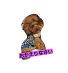 プードルの気持ち（個別スタンプ：15）