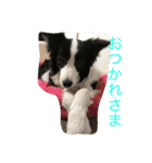 chari（個別スタンプ：4）