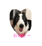 chari（個別スタンプ：6）