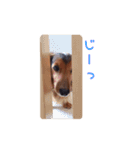 ミニチュアダックス かいちゃん すたんぷ 2（個別スタンプ：1）