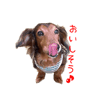 ミニチュアダックス かいちゃん すたんぷ 2（個別スタンプ：3）