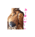 ミニチュアダックス かいちゃん すたんぷ 2（個別スタンプ：13）