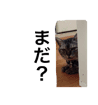 チャビースタンプ（個別スタンプ：3）