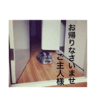 チャビースタンプ（個別スタンプ：6）