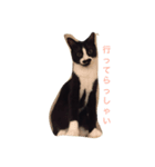 tokuko-san to amedeo（個別スタンプ：1）