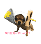 チワワん♪モコしゃん（個別スタンプ：1）