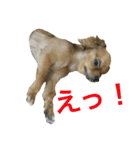 チワワん♪モコしゃん（個別スタンプ：7）