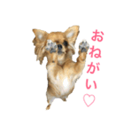 チワワん♪モコしゃん（個別スタンプ：8）