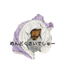 チワワん♪モコしゃん（個別スタンプ：9）