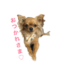 チワワん♪モコしゃん（個別スタンプ：10）