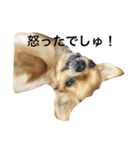 チワワん♪モコしゃん（個別スタンプ：14）