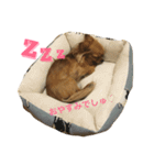 チワワん♪モコしゃん（個別スタンプ：15）
