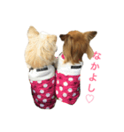 チワワん♪モコしゃん（個別スタンプ：20）
